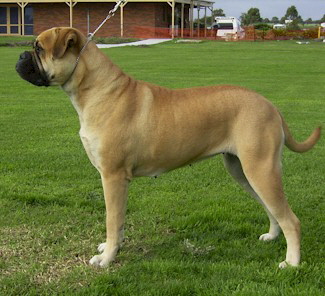 Aust. CH Nightpower Special Rquest - Owned by Bullmaster Kennels